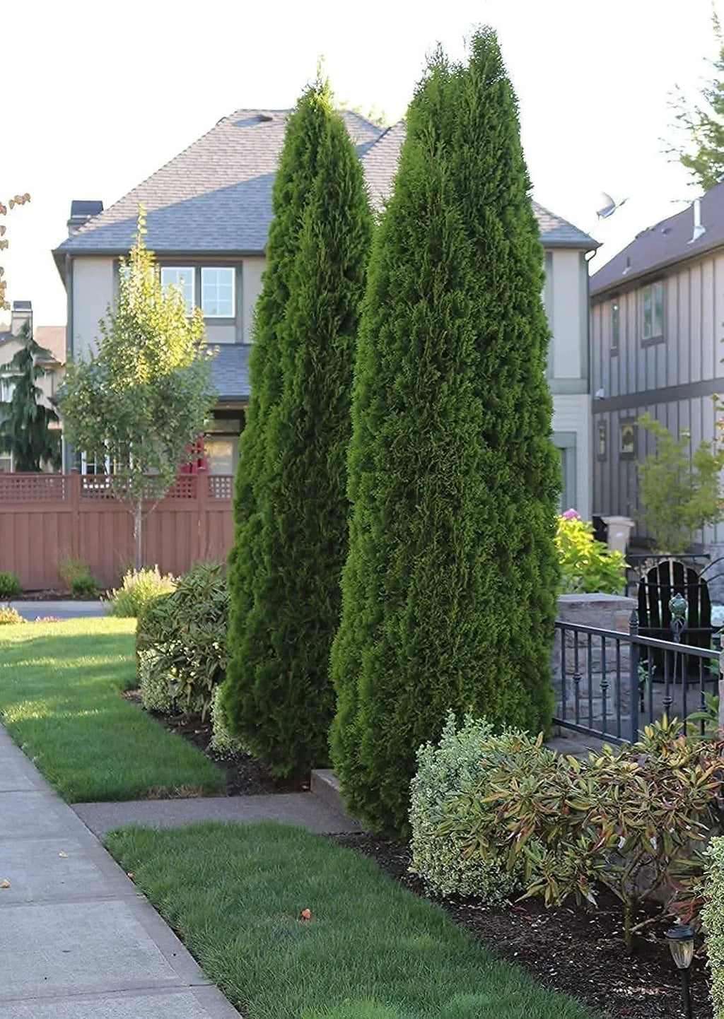 Italian Cypress Tree  1 Extra Large 3 Gallon Tree  Cupressus Sempervirens  Formal Elegant Mediterranean Style Plants