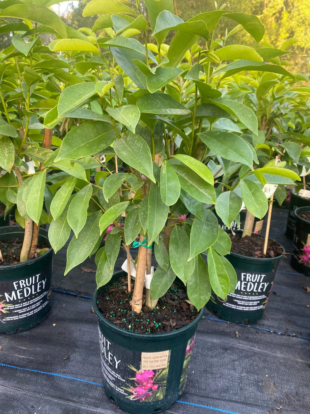 Soursop 'Guanabana' TREE. Ships free to all states in 3 gallons pot.