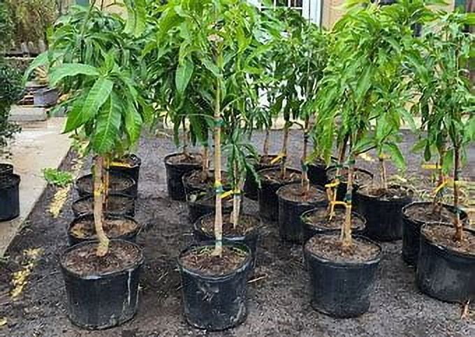 Hawaiian dwarf Mango TREE GRAFTED. Ships free to all states in 3 gallons pot, 1-2 years to fruit.
