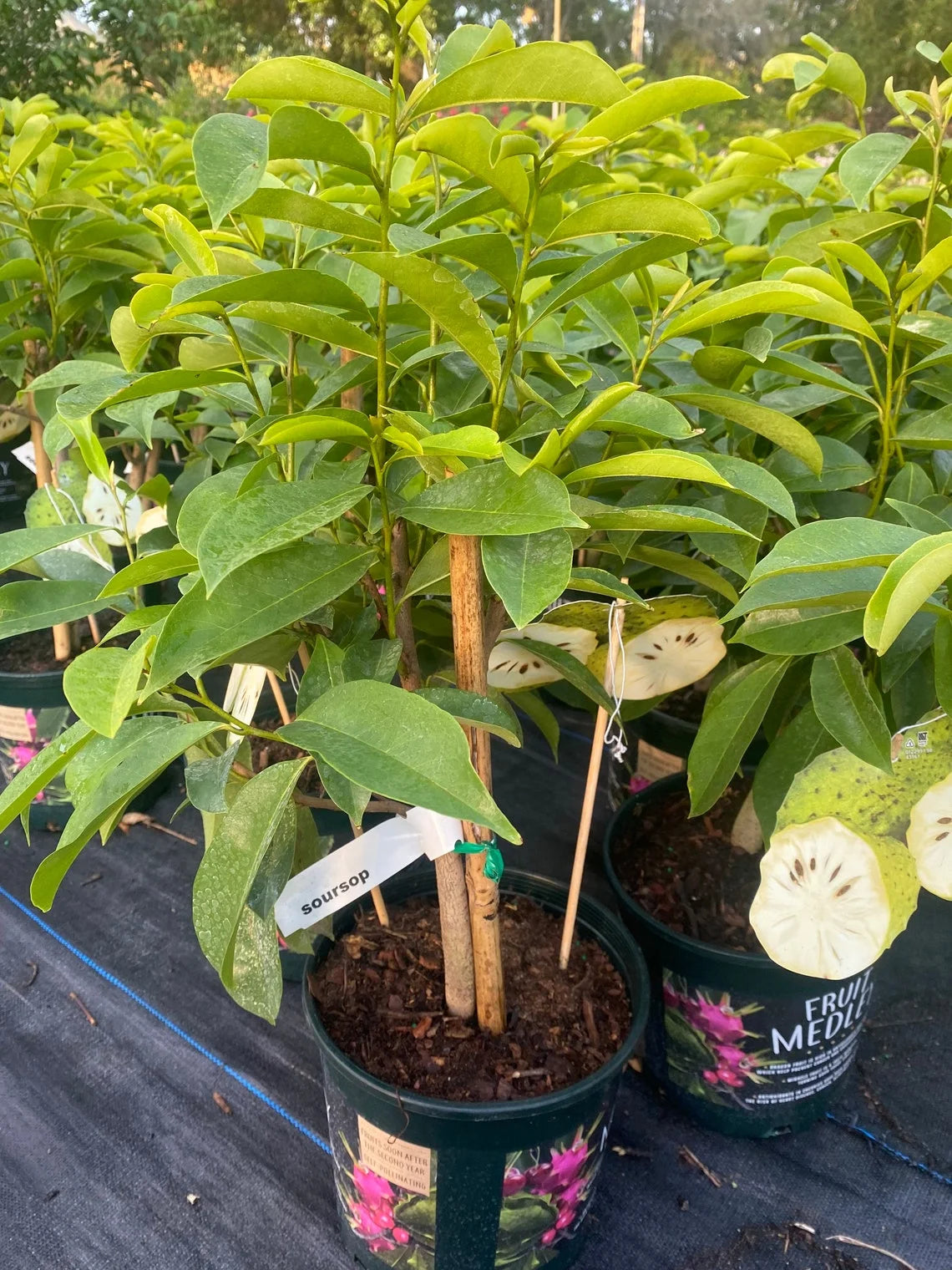 Soursop 'Guanabana' TREE. Ships free to all states in 3 gallons pot.