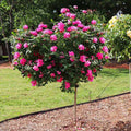 Brighter Blooms - Pink Knock Out Rose Tree, 3-4 ft. - No Shipping To AZ