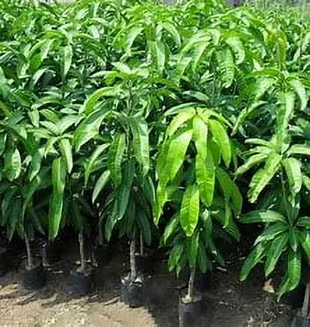 Hawaiian dwarf Mango TREE GRAFTED. Ships free to all states in 3 gallons pot, 1-2 years to fruit.