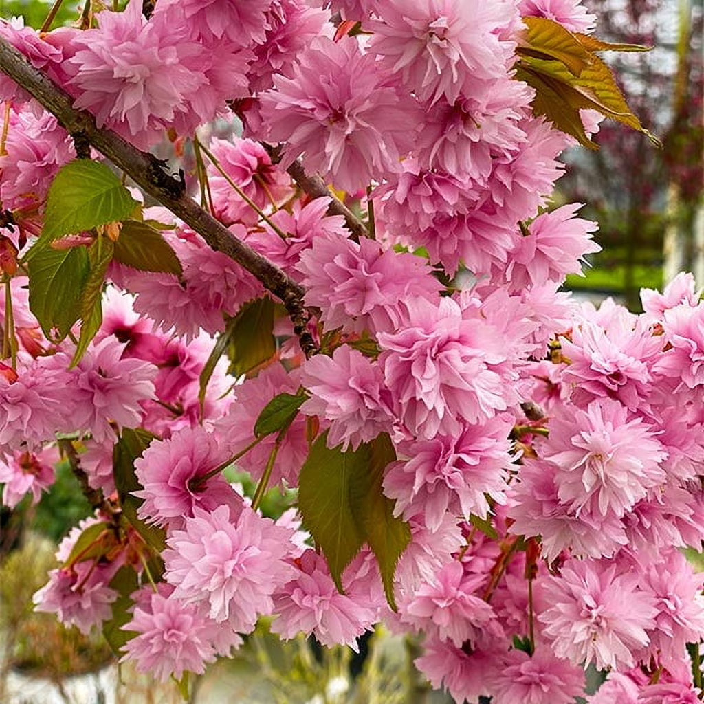 Brighter Blooms - Proven Winners Weeping Extraordinaire Cherry Tree, 4-5 ft. - No Shipping to AZ, CA, CO, OR, WA