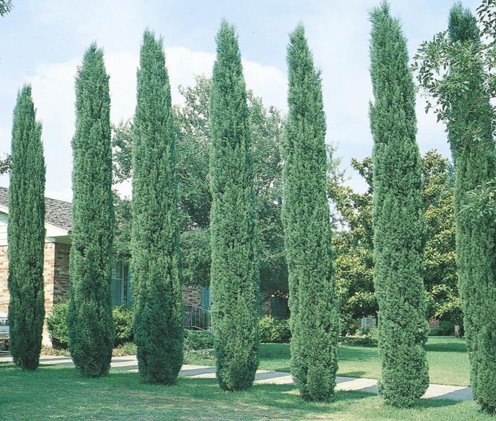 Italian Cypress Tree  1 Extra Large 3 Gallon Tree  Cupressus Sempervirens  Formal Elegant Mediterranean Style Plants