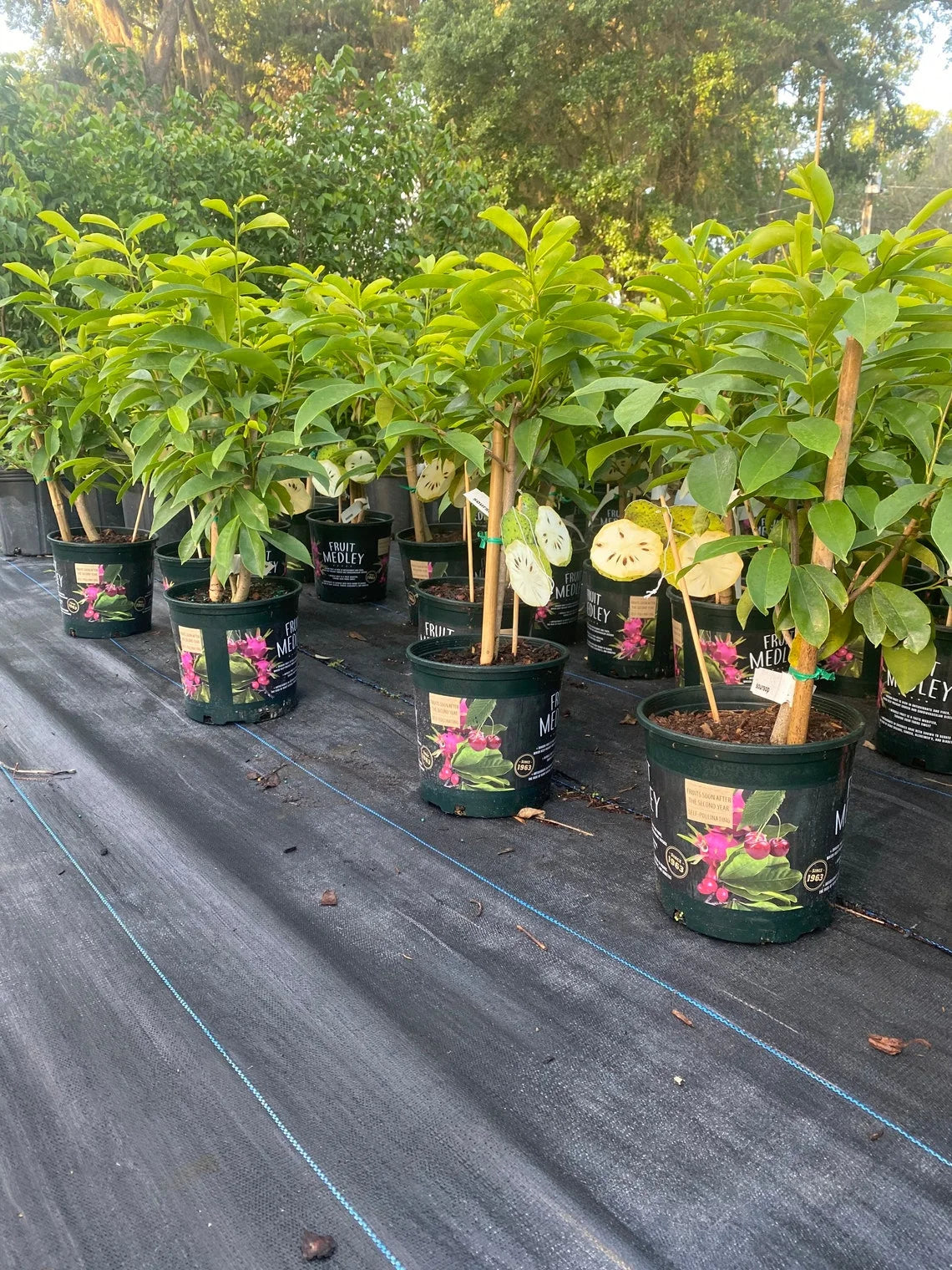 Soursop 'Guanabana' TREE. Ships free to all states in 3 gallons pot.