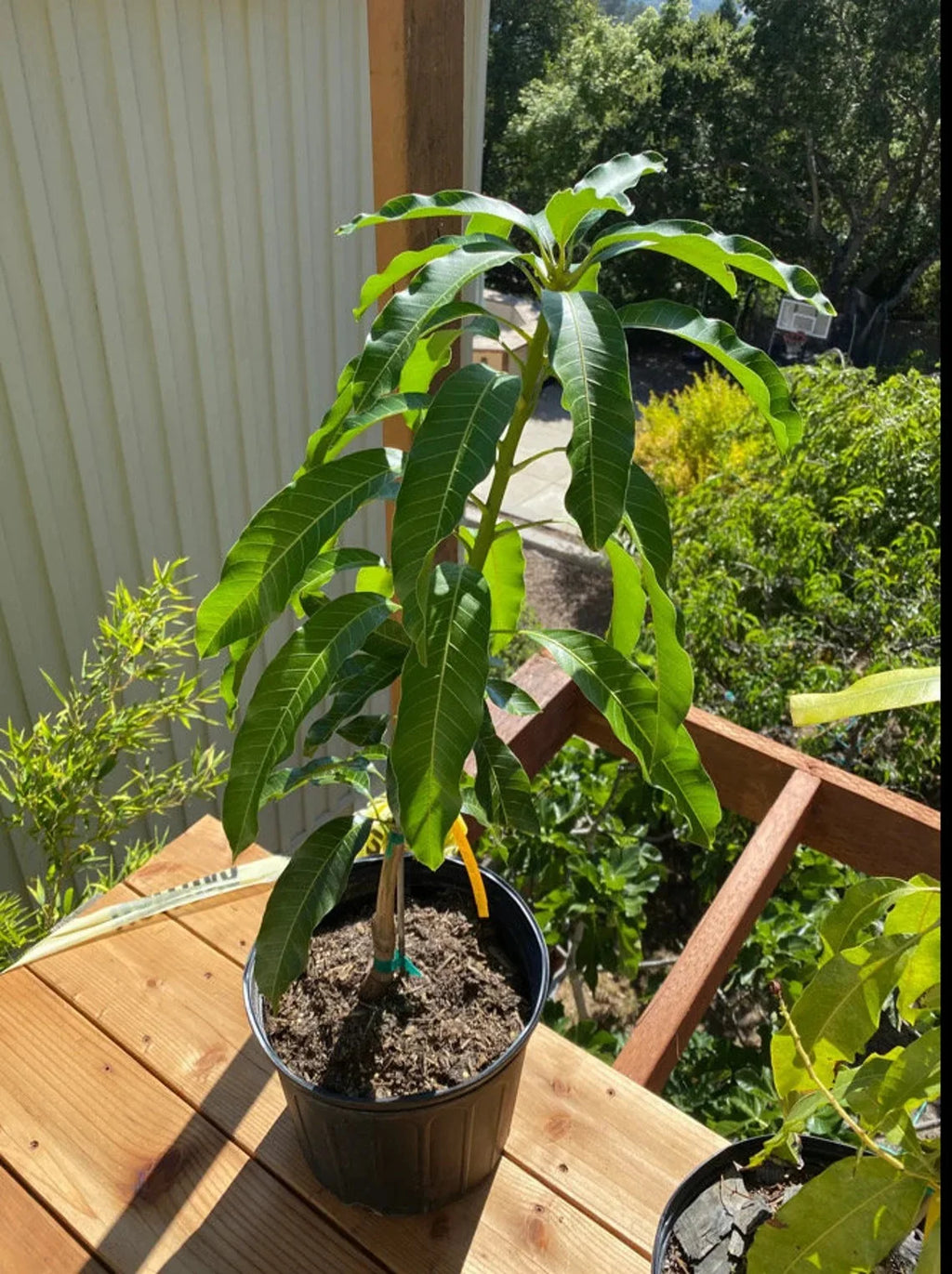 Hawaiian dwarf Mango TREE GRAFTED. Ships free to all states in 3 gallons pot, 1-2 years to fruit.