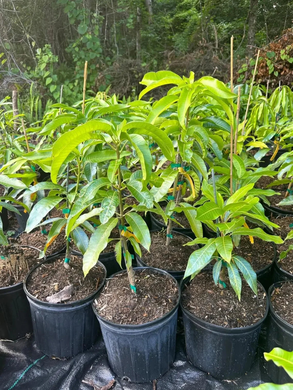 Hawaiian dwarf Mango TREE GRAFTED. Ships free to all states in 3 gallons pot, 1-2 years to fruit.