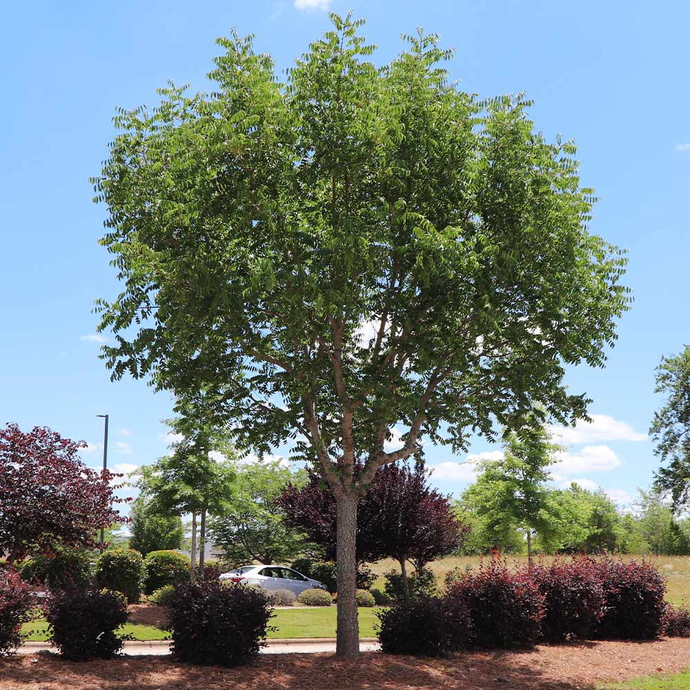 Brighter Blooms - Chinese Pistache Tree, 5-6 ft. - No Shipping To AK, AZ, HI