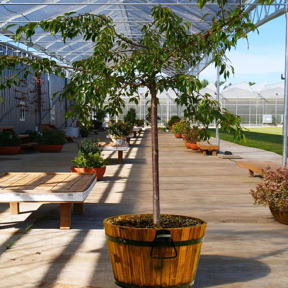 Brighter Blooms - Proven Winners Weeping Extraordinaire Cherry Tree, 4-5 ft. - No Shipping to AZ, CA, CO, OR, WA