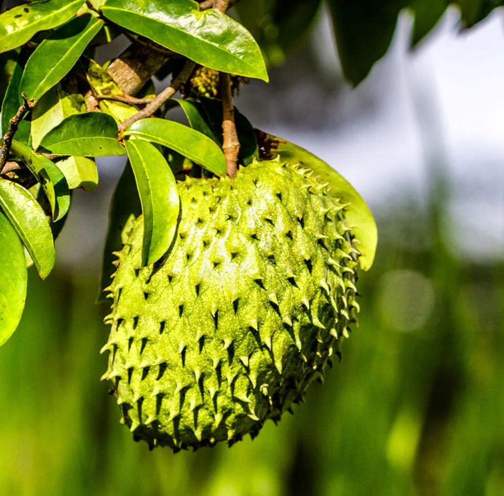 Soursop 'Guanabana' TREE. Ships free to all states in 3 gallons pot.