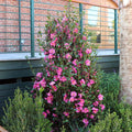 Camellia Sasanqua Shi-Shi I 3 Extra Large 3 Gallon Plants  Pink Flowering Live Plant for Outdoor & Indoor Gardens, Compact Elegant Flowering Shrub for Vibrant Landscaping
