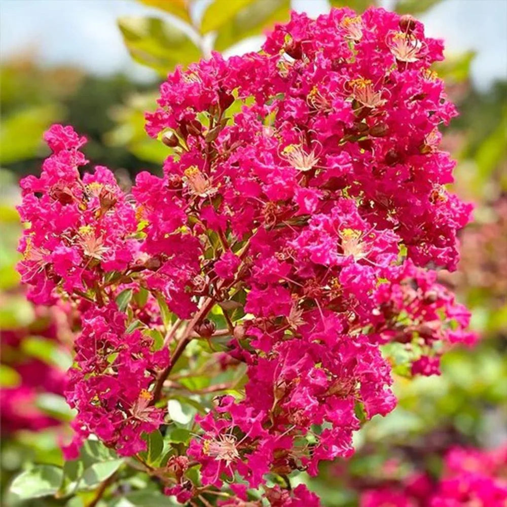 Expert Gardener 3-4 ft. tall Tonto Crape Myrtle Live Tree in 7-Gallon Grower Pot