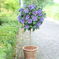 Brighter Blooms - Azurri Blue Satin? Rose of Sharon Althea Tree, 4-5 ft. - No Shipping to AZ, OR