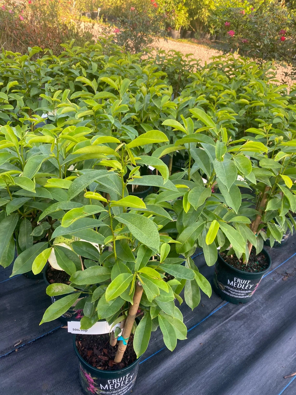 Soursop 'Guanabana' TREE. Ships free to all states in 3 gallons pot.