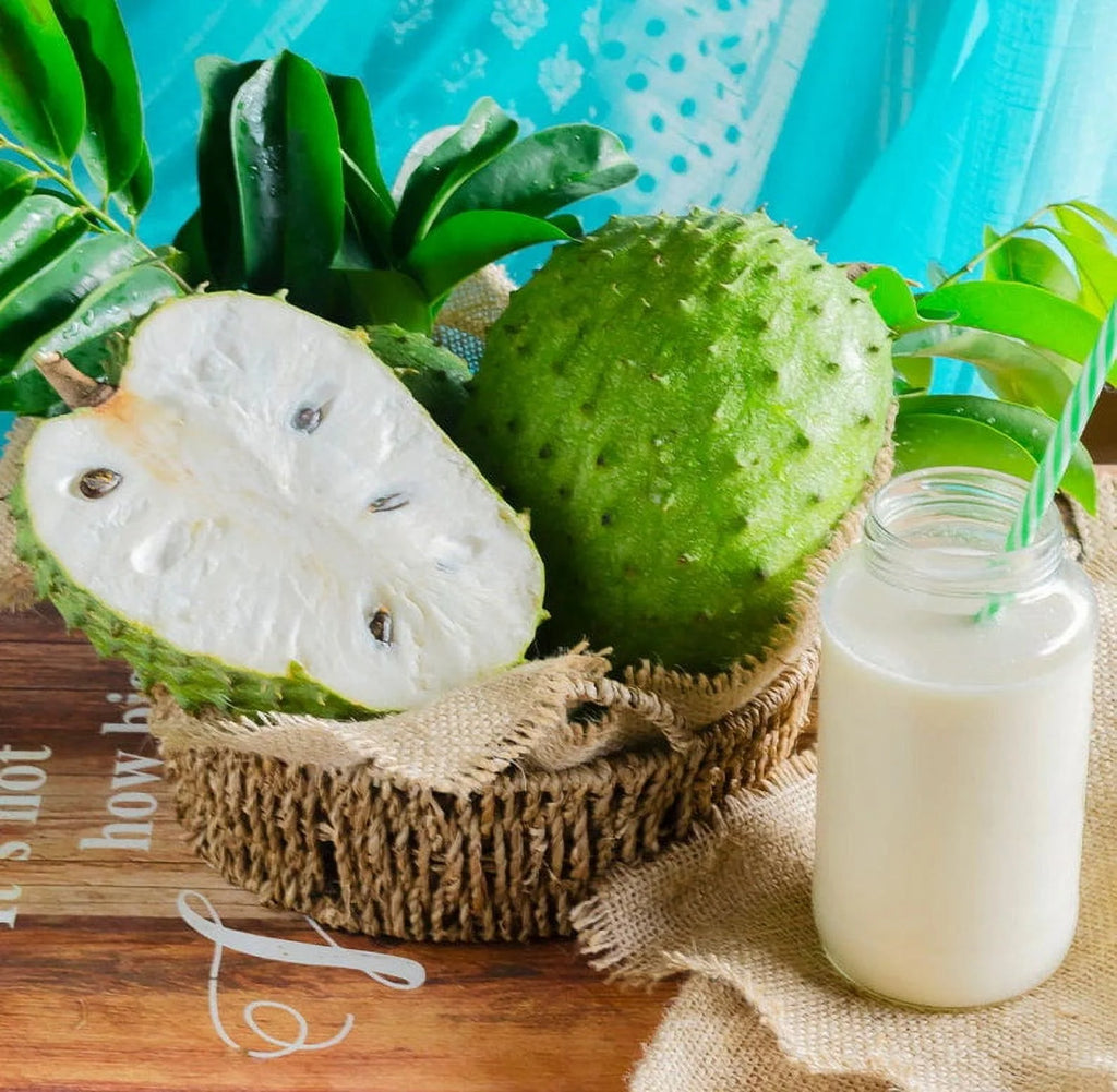 Soursop 'Guanabana' TREE. Ships free to all states in 3 gallons pot.