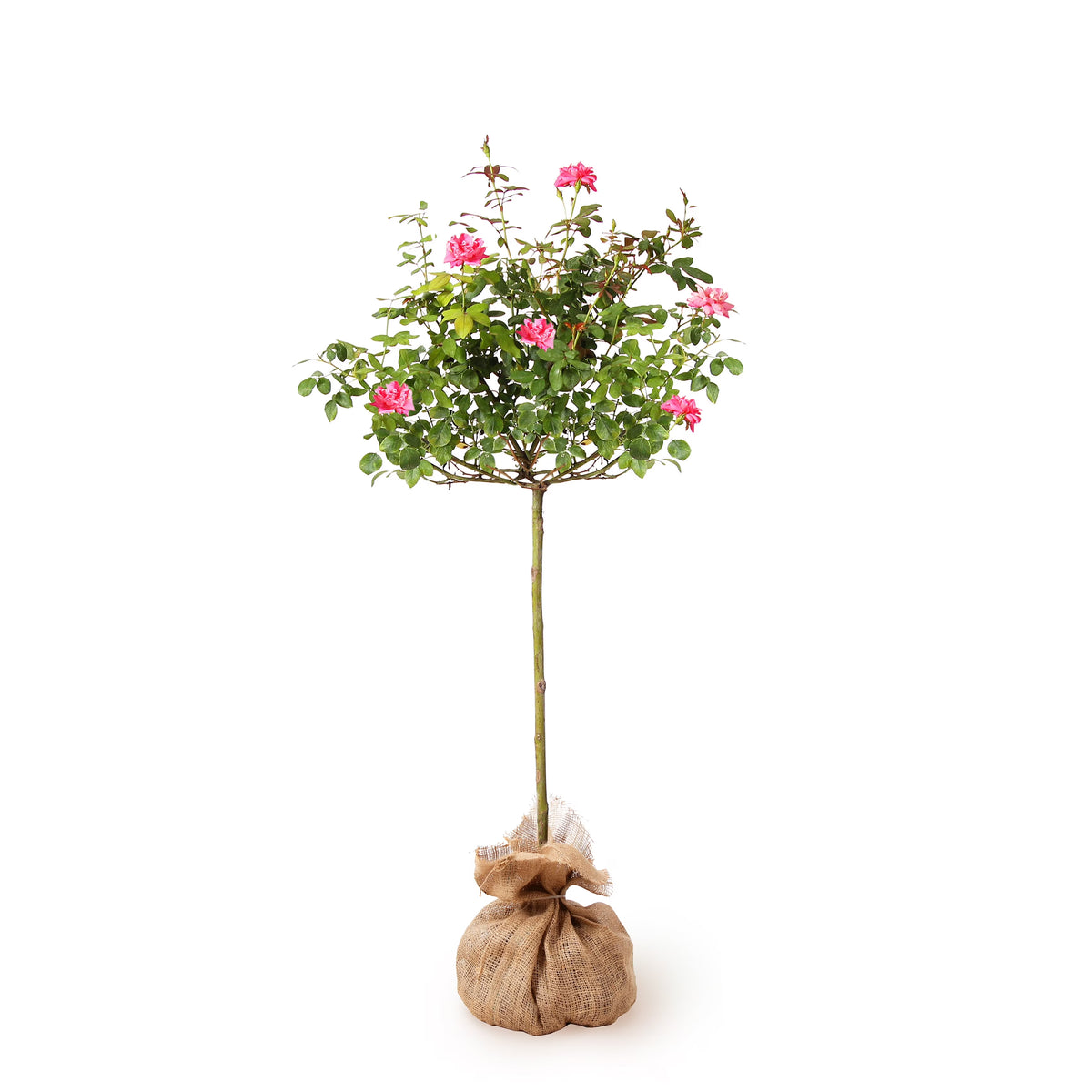 Brighter Blooms - Pink Knock Out Rose Tree, 3-4 ft. - No Shipping To AZ