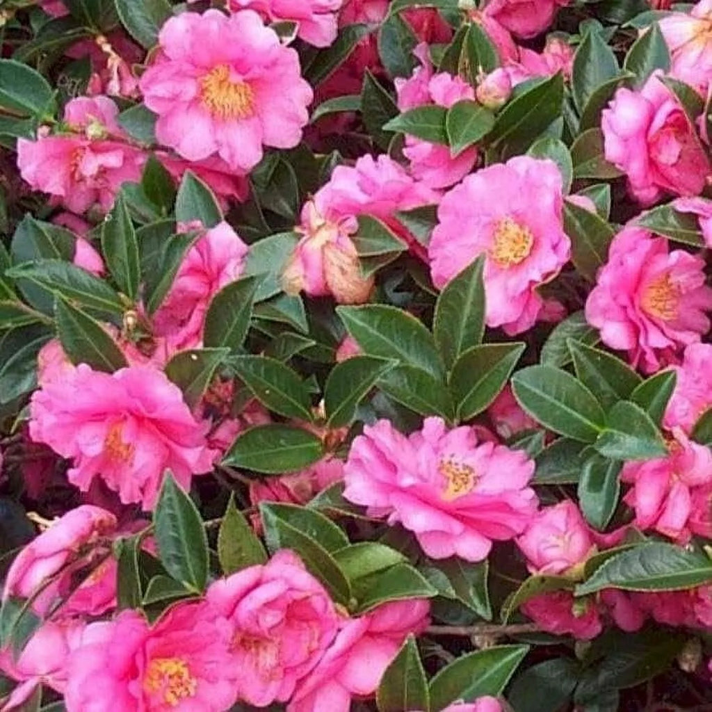Camellia Sasanqua Shi-Shi I 3 Extra Large 3 Gallon Plants  Pink Flowering Live Plant for Outdoor & Indoor Gardens, Compact Elegant Flowering Shrub for Vibrant Landscaping
