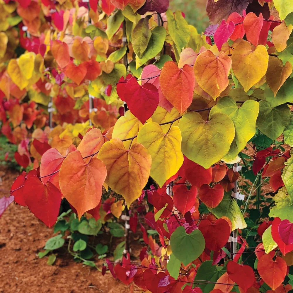 Brighter Blooms - Bloomables? Flame Thrower? Redbud Tree, 3-4 ft. - No Shipping to AZ, OR