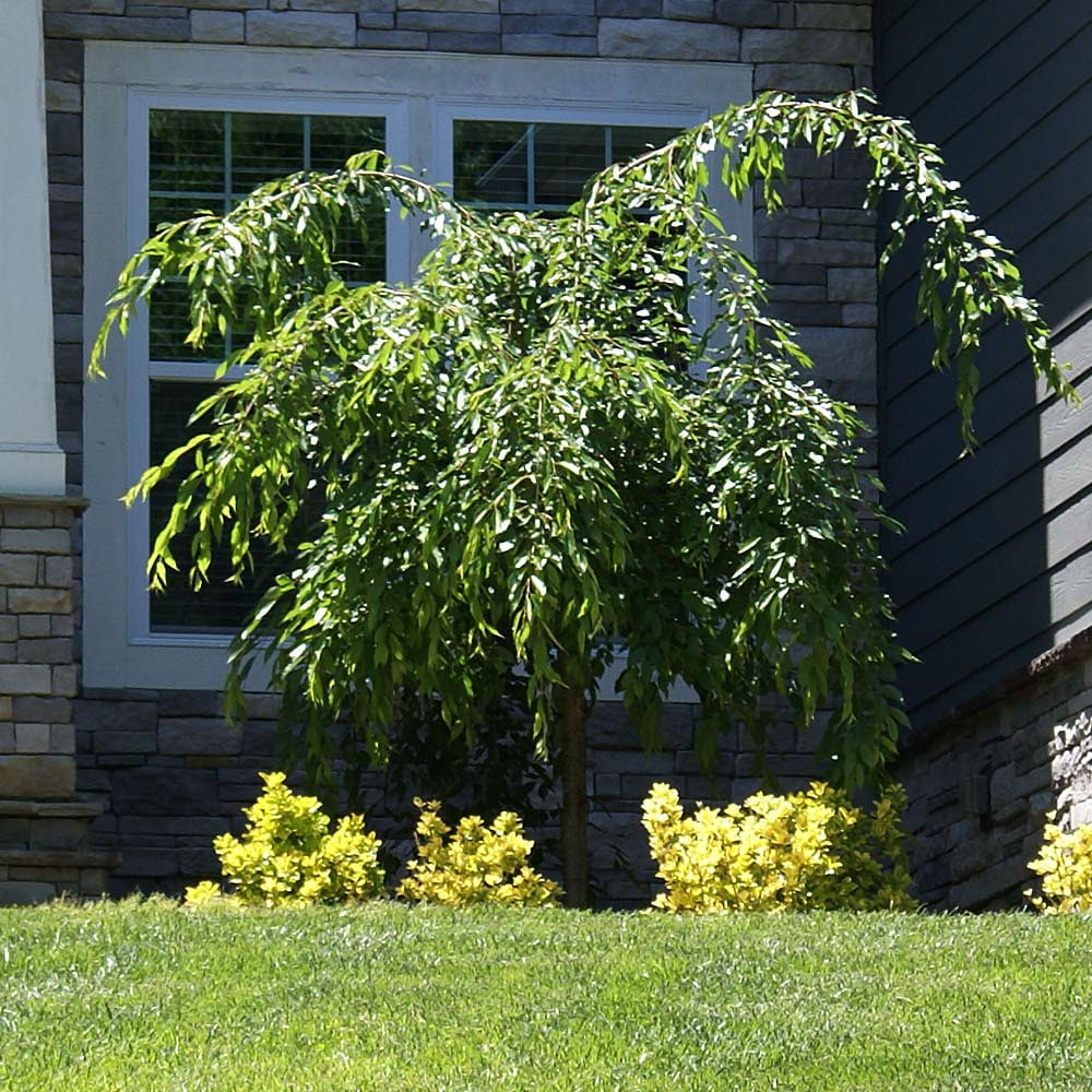 Brighter Blooms - Proven Winners Weeping Extraordinaire Cherry Tree, 4-5 ft. - No Shipping to AZ, CA, CO, OR, WA