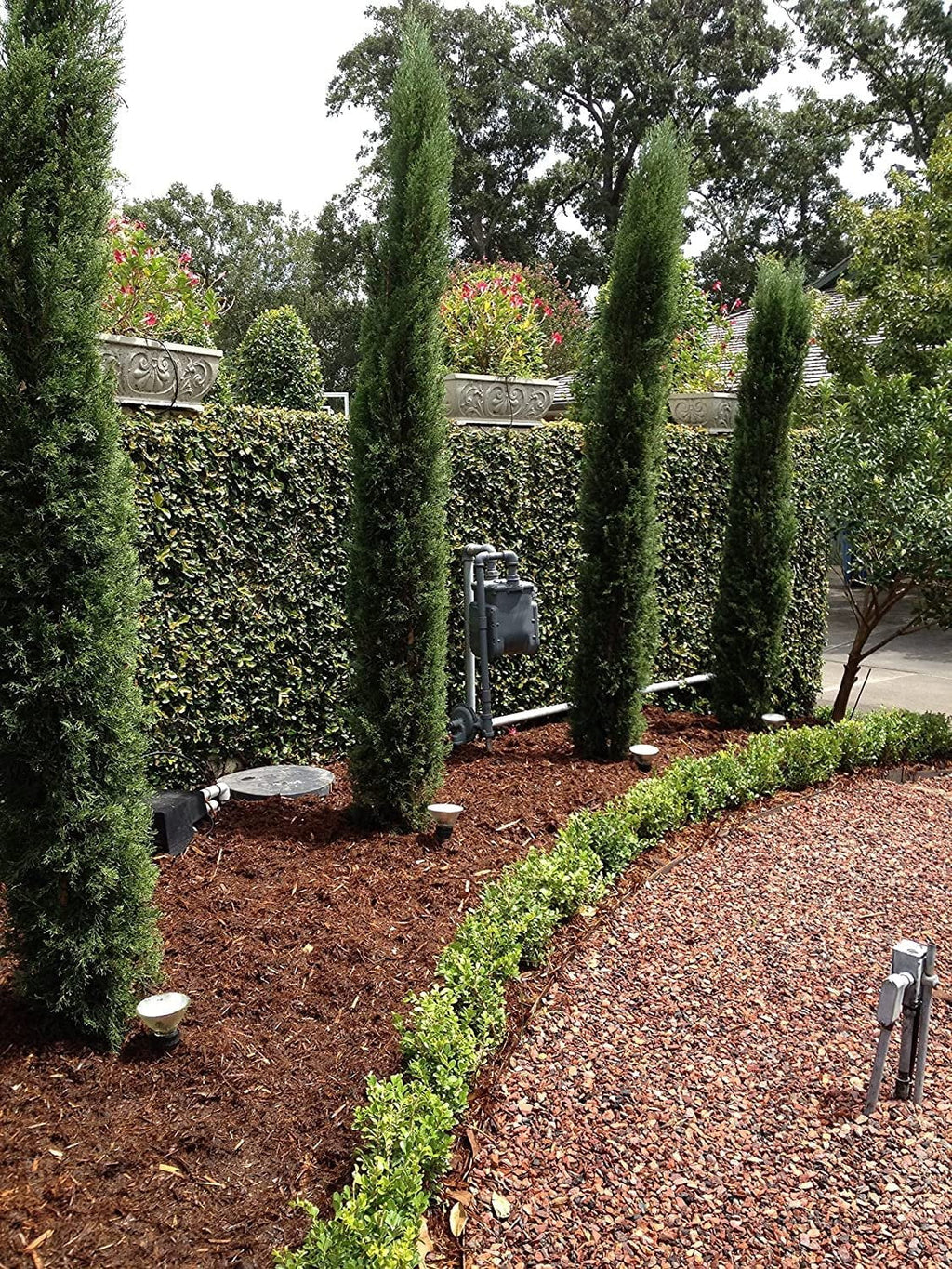 Italian Cypress Tree  1 Extra Large 3 Gallon Tree  Cupressus Sempervirens  Formal Elegant Mediterranean Style Plants