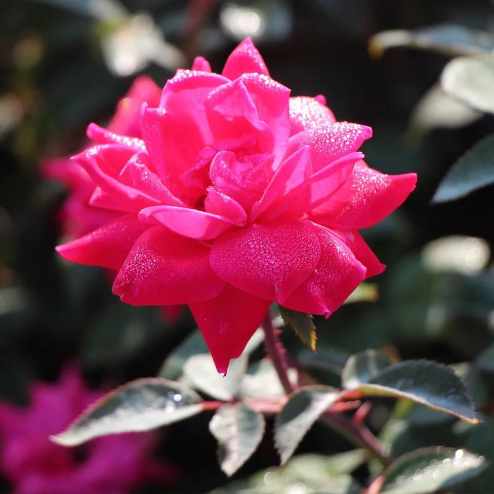 Brighter Blooms - Pink Knock Out Rose Tree, 3-4 ft. - No Shipping To AZ