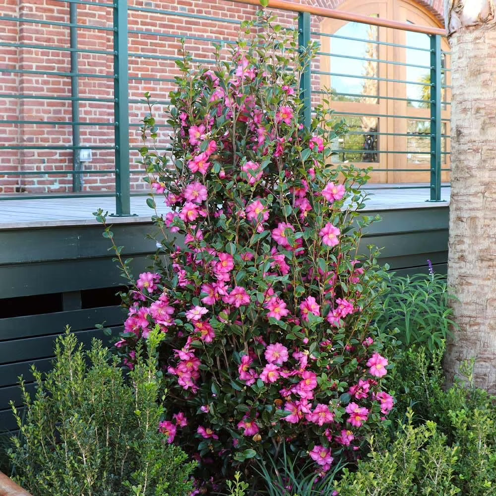 Camellia Sasanqua Shi-Shi I 3 Extra Large 3 Gallon Plants  Pink Flowering Live Plant for Outdoor & Indoor Gardens, Compact Elegant Flowering Shrub for Vibrant Landscaping