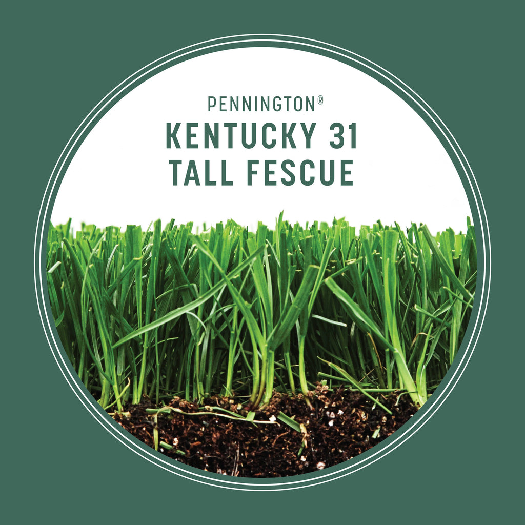 Pennington Kentucky 31 Tall Fescue Penkoted Grass Seed 50lb