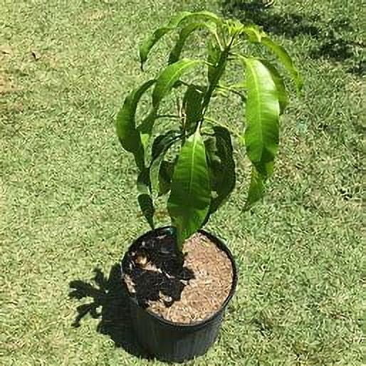 Hawaiian dwarf Mango TREE GRAFTED. Ships free to all states in 3 gallons pot, 1-2 years to fruit.