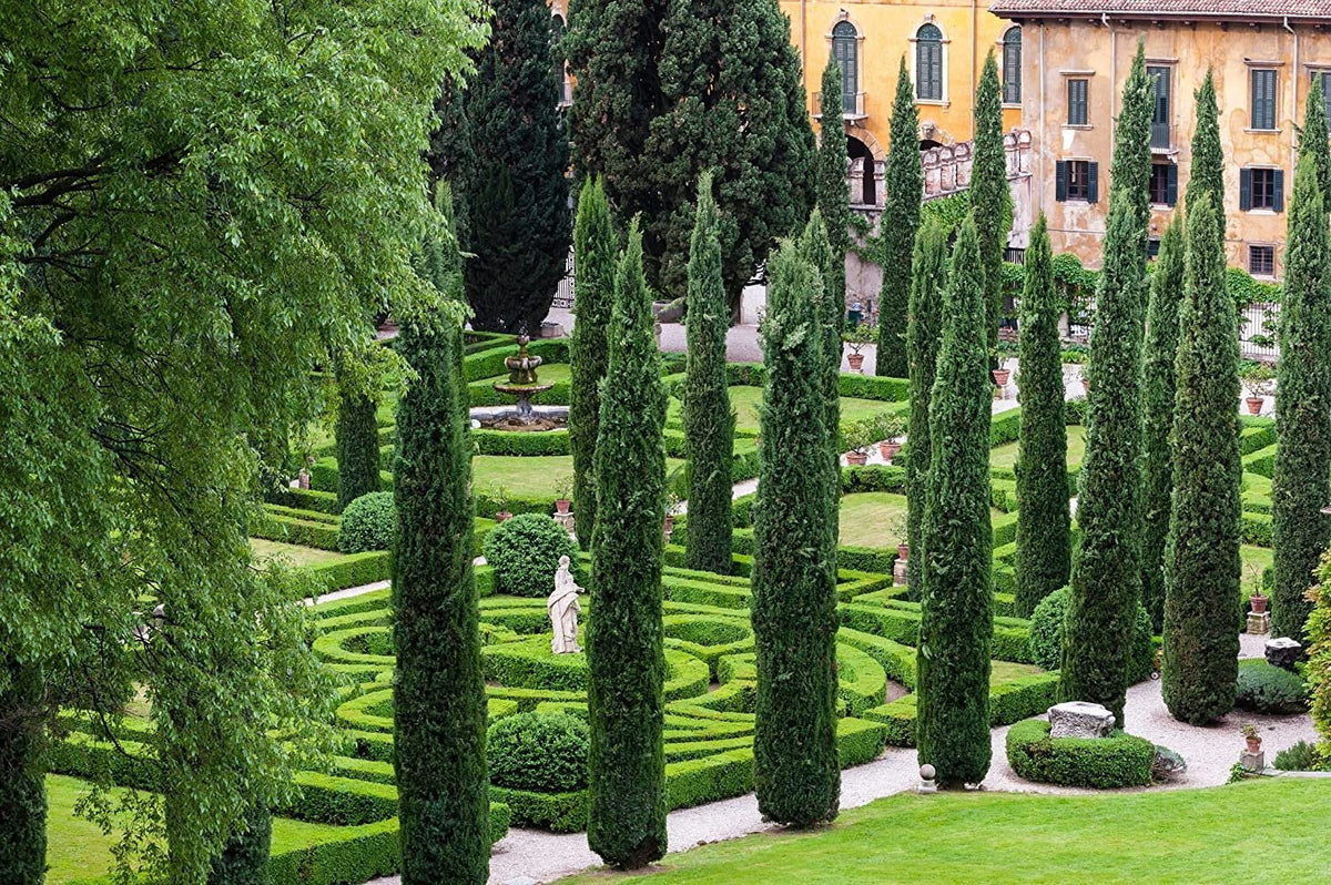 Italian Cypress Tree  1 Extra Large 3 Gallon Tree  Cupressus Sempervirens  Formal Elegant Mediterranean Style Plants
