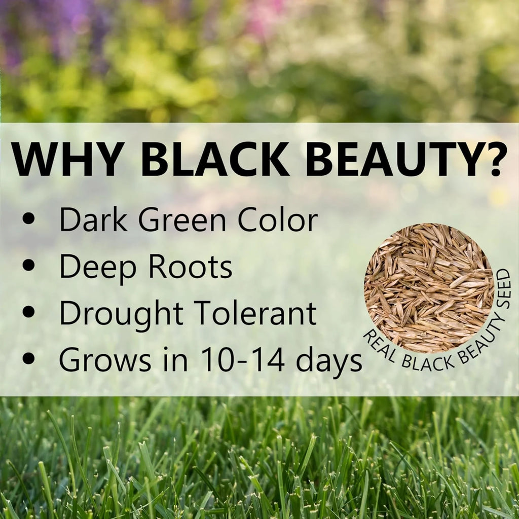 Black Beauty 25lb Fall Magic Seed 10770