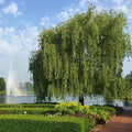 Brighter Blooms - Weeping Willow Tree, 4-5 ft. - No Shipping To AZ
