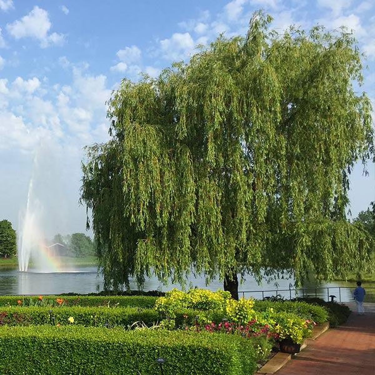Brighter Blooms - Weeping Willow Tree, 4-5 ft. - No Shipping To AZ