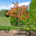 Brighter Blooms - Bloomables? Flame Thrower? Redbud Tree, 3-4 ft. - No Shipping to AZ, OR
