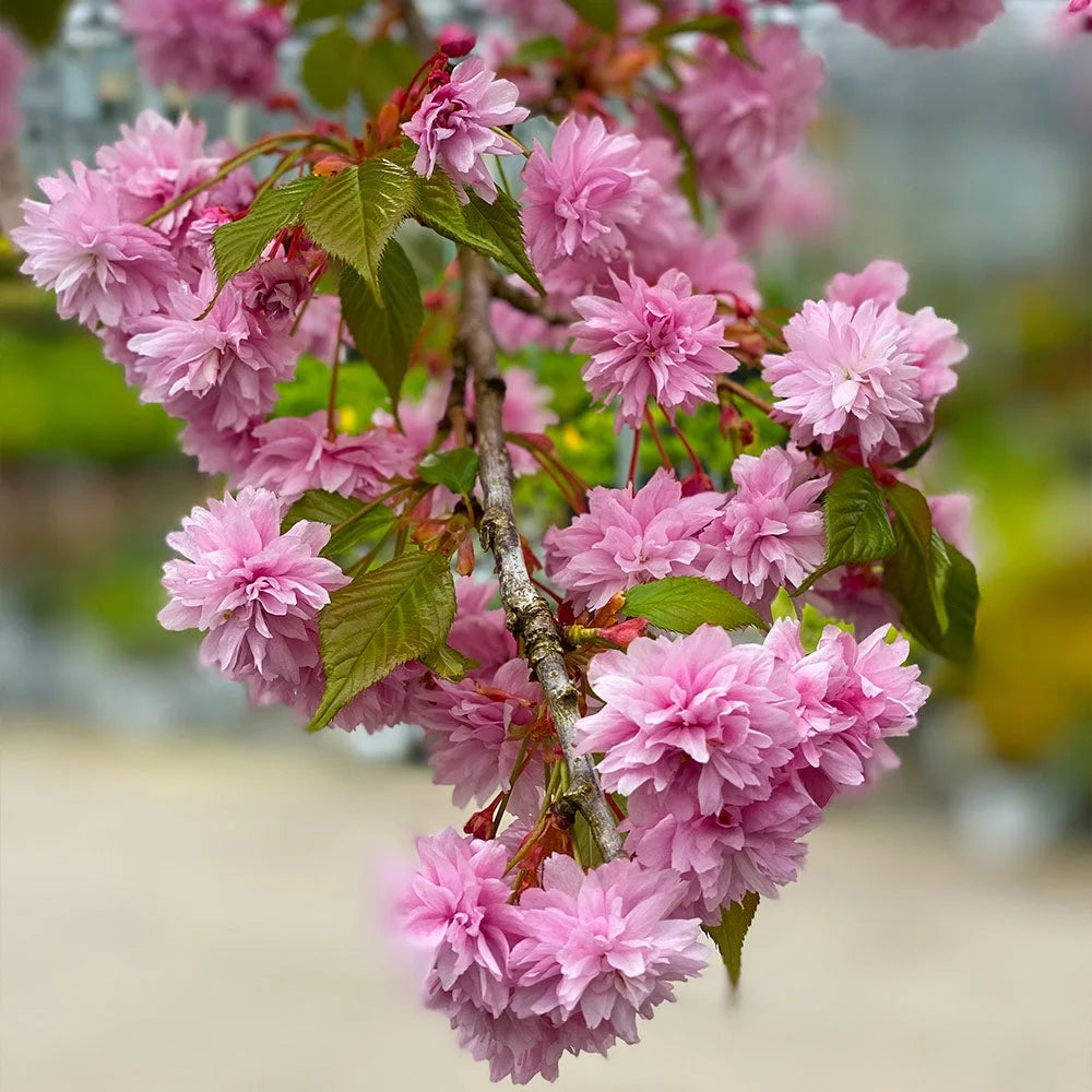 Brighter Blooms - Proven Winners Weeping Extraordinaire Cherry Tree, 4-5 ft. - No Shipping to AZ, CA, CO, OR, WA